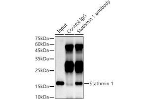 Immunoprecipitation analysis of 300 μg extracts of HeLa cells using 3 μg Stathmin 1 antibody (ABIN1678518, ABIN3018873, ABIN3018874 and ABIN7101680). (Stathmin 1 anticorps)
