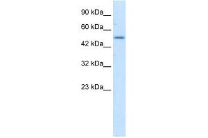 WB Suggested Anti-ZNF683 Antibody Titration:  1. (ZNF683 anticorps  (N-Term))
