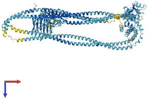 AlphaFold protein structure predicition of Mouse Recombinant Smc1a Protein, UniprotID Q9CU62