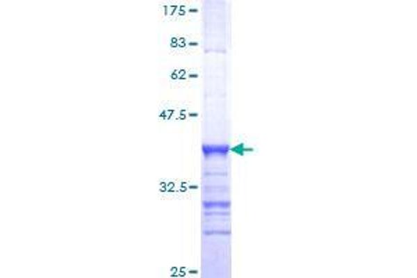 BRD8 Protein (AA 33-128) (GST tag)