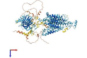 AlphaFold protein structure predicition of Human Recombinant SLC4A8 Protein, UniprotID Q2Y0W8