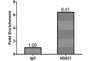 Chromatin Immunoprecipitation MCF-7 (1.