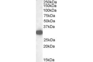 Image no. 1 for anti-Monoglyceride Lipase (MGLL) (Internal Region) antibody (ABIN375108) (MGLL anticorps  (Internal Region))