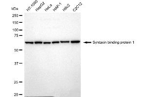 Western blotting analysis using Syntaxin binding protein 1 antibody (ABIN7800497). (Recombinant STXBP1 anticorps)