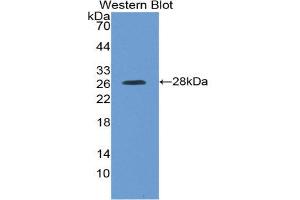 Western Blotting (WB) image for anti-Kallikrein-Related Peptidase 4 (KLK4) (AA 32-256) antibody (ABIN3208602) (Kallikrein 4 anticorps  (AA 32-256))