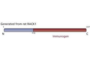Image no. 3 for anti-Guanine Nucleotide Binding Protein (G Protein), beta Polypeptide 2-Like 1 (GNB2L1) (AA 113-317) antibody (ABIN967797) (GNB2L1 anticorps  (AA 113-317))
