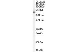 ABIN185156 staining (1µg/ml) of HeLa lysate (RIPA buffer, 35µg total protein per lane). (KPNA1 anticorps  (N-Term))