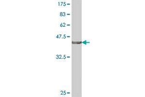 Western Blot detection against Immunogen (38.