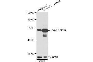 Western blot analysis of extracts of 293T cells, using Phospho-VASP-S239 antibody (ABIN2987551) at 1/2000 dilution. (VASP anticorps  (pSer239))