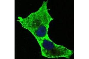Immunofluorescence (IF) image for anti-Death-Domain Associated Protein (DAXX) antibody (ABIN1106953)