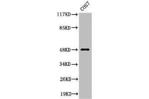 Western Blot analysis of COS7 cells using Cleaved-MMP-27 (Y99) Polyclonal Antibody (MMP27 anticorps  (Cleaved-Tyr99))
