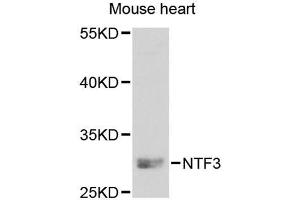 Western blot analysis of extracts of mouse heart, using NTF3 antibody (ABIN5971628) at 1:250 dilution.