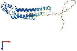 AlphaFold protein structure predicition of Human Recombinant GJB4 Protein, UniprotID Q9NTQ9