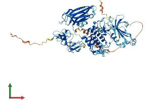 AlphaFold protein structure predicition of Mouse Recombinant Prkcg Protein, UniprotID P63318