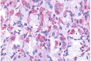 Immunohistochemical staining of human stomach with CCKBR polyclonal antibody . (CCKBR anticorps  (Cytoplasmic Domain))