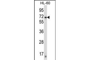 ZN Antibody (N-term) (ABIN657428 and ABIN2846462) western blot analysis in HL-60 cell line lysates (35 μg/lane). (ZNF415 anticorps  (N-Term))
