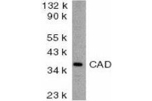 Western Blotting (WB) image for anti-Carbamoyl-Phosphate Synthetase 2, Aspartate Transcarbamylase, and Dihydroorotase (CAD) (AA 205-222) antibody (ABIN2477828) (CAD anticorps  (AA 205-222))