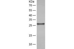 Western Blotting (WB) image for Protocadherin gamma Subfamily B, 4 (PCDHGB4) (AA 188-474) protein (His-IF2DI Tag) (ABIN7124701)