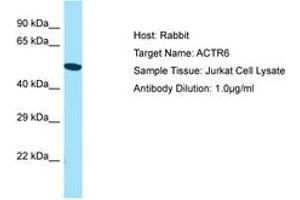 ACTR6 antibody  (AA 243-292)