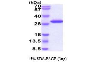 SDS-PAGE (SDS) image for Granzyme K (Granzyme 3, Tryptase II) (GZMK) (AA 27-264) protein (His tag) (ABIN5854832) (GZMK Protein (AA 27-264) (His tag))