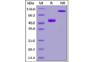 Mouse CD3E&CD3G Heterodimer Protein,Fc,His Tag&Fc,Flag Tag on  under reducing (R) and ing (NR) conditions. (CD3E & CD3G (AA 23-108) (Active) protein (His tag,Fc Tag,DYKDDDDK Tag))
