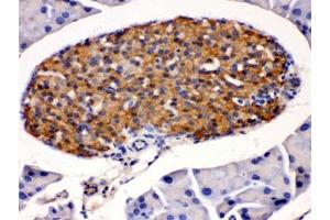IHC testing of mouse pancreas with HSD11B2 antibody. (HSD11B2 anticorps)