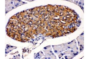 IHC testing of mouse pancreas with HSD11B2 antibody.