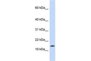 Image no. 1 for anti-Synuclein, alpha (SNCA) (C-Term) antibody (ABIN6743098) (SNCA anticorps  (C-Term))