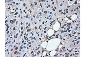 Image no. 1 for anti-Mitogen-Activated Protein Kinase 1 (MAPK1) antibody (ABIN1499291) (ERK2 anticorps)