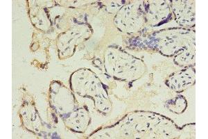Immunohistochemistry of paraffin-embedded human placenta tissue using ABIN7147671 at dilution of 1:100 (CSHL1 anticorps  (AA 1-128))