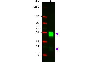 WB - RABBIT IgG (H&L) Antibody CY3 Conjugated Pre-adsorbed Western Blot of Goat anti-Rabbit IgG Pre-Absorbed Cy3 Conjugated Secondary Antibody.