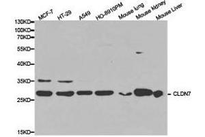 Western Blotting (WB) image for anti-Claudin 7 (CLDN7) antibody (ABIN1871901) (Claudin 7 anticorps)