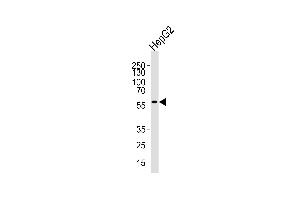 Western blot analysis of lysate from HepG2 cell line, using MLLT3 C-term Antibody (ABIN390129 and ABIN2840634).
