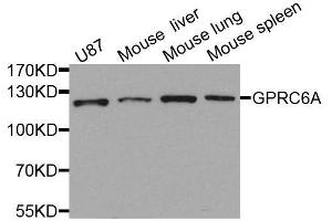 Western blot analysis of extracts of various cell lines, using GPRC6A antibody. (GPRC6A anticorps  (AA 300-590))