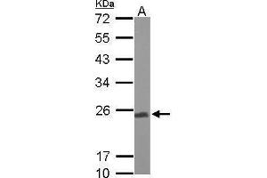 WB Image Sample (50 ug of whole cell lysate) A: Mouse brain 12% SDS PAGE antibody diluted at 1:1000