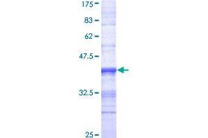 Image no. 1 for C-Mer Proto-Oncogene Tyrosine Kinase (MERTK) (AA 21-120) protein (GST tag) (ABIN1310727)