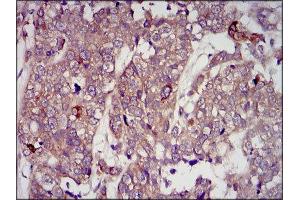 Immunohistochemistry (IHC) image for anti-Insulin-Like Growth Factor 2 (IGF2) (AA 25-180) antibody (ABIN1846026) (IGF2 anticorps  (AA 25-180))