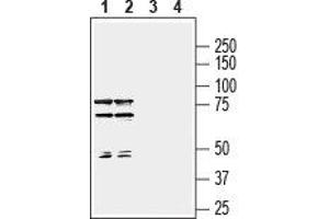 Western blot analysis of rat (lanes 1 and 3) and mouse (lanes 2 and 4) brain membranes: - 1,2.