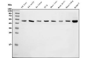 Western blot analysis of eRF1/ETF1 using anti-eRF1/ETF1 antibody (ABIN7602626). (ETF1 anticorps  (AA 9-342))