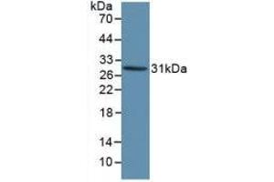 Detection of Recombinant KLK1, Human using Polyclonal Antibody to Kallikrein 1 (KLK1) (Kallikrein 1 anticorps  (AA 25-261))