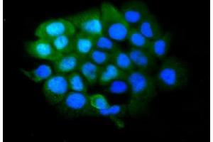 IF analysis of SLBP using anti-SLBP antibody (ABIN7600074). (SLBP anticorps  (AA 146-270))