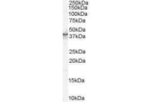 Western Blotting (WB) image for anti-Protein Quaking (QKI) (AA 6-17) antibody (ABIN292143) (QKI anticorps  (AA 6-17))