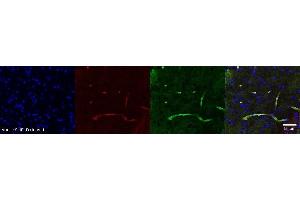 Immunohistochemistry (IHC) image for anti-Aquaporin 4 (AQP4) antibody (ABIN7456043)