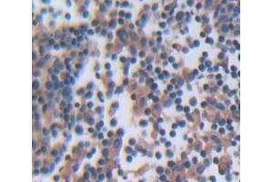 IHC-P analysis of Rat Tissue, with DAB staining. (GRAP2 anticorps  (AA 15-247))