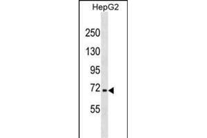 NFE2L3 Antibody (C-term) (ABIN1881578 and ABIN2838834) western blot analysis in HepG2 cell line lysates (35 μg/lane). (NFE2L3 anticorps  (C-Term))