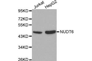 Western blot analysis of extracts of various cell lines, using NUDT6 antibody. (NUDT6 anticorps)