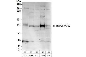 Western Blotting (WB) image for anti-Ubiquitin Specific Peptidase 20 (USP20) (AA 863-913) antibody (ABIN7452141)