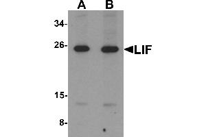 Western blot analysis of LIF in 3T3 cell lysate with LIF antibody at (A) 1 and (B) 2 µg/mL.