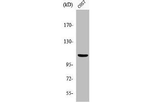 Western Blot analysis of COS7 cells using Phospho-Gab 1 (Y627) Polyclonal Antibody (GAB1 anticorps  (pTyr627))