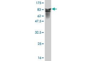 Western Blot detection against Immunogen (81. (TOE1 anticorps  (AA 1-510))